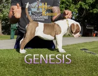 Genesis , a female American Bulldog for sale in Levittown, PA – 2 of 4