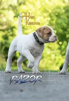 Razor , a male American Bulldog for sale in Levittown, PA – 3 of 4