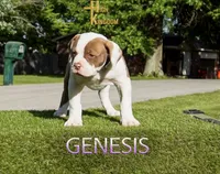 Genesis , a female American Bulldog for sale in Levittown, PA – 3 of 4