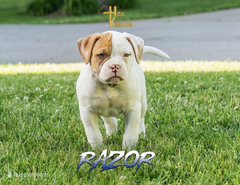 Razor  – American Bulldog puppy for sale in Levittown, PA