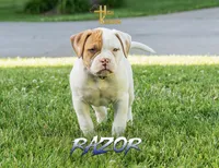 Razor , a male American Bulldog for sale in Levittown, PA – 1 of 4