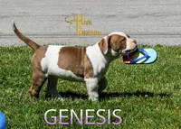 Genesis , a female American Bulldog for sale in Levittown, PA – 4 of 4