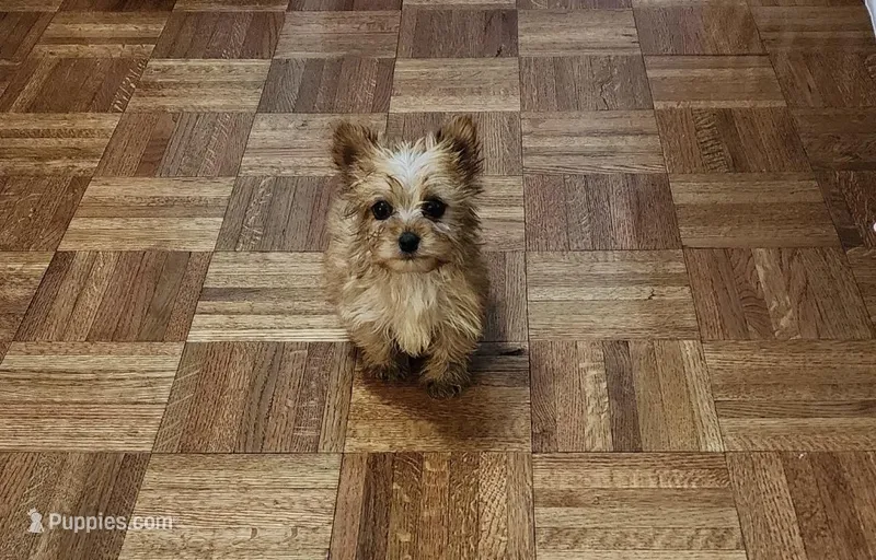 Max  – Yorkshire Terrier puppy for sale in Florence, SC