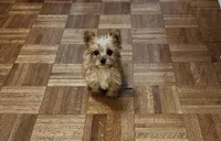 Max , a male Yorkshire Terrier for sale in Florence, SC – 1 of 2