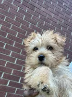 Max , a male Yorkshire Terrier for sale in Florence, SC – 2 of 2
