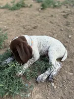 Dot, a male German Shorthaired Pointer for sale in Loveland, CO – 3 of 7
