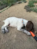 Dot, a male German Shorthaired Pointer for sale in Loveland, CO – 6 of 7