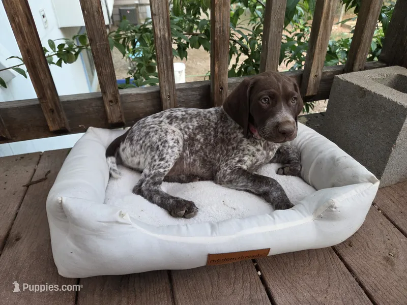 Pink Female – German Shorthaired Pointer puppy for sale in Loveland, CO
