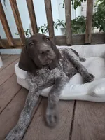 Checkered Boy, a male German Shorthaired Pointer for sale in Loveland, CO – 5 of 5