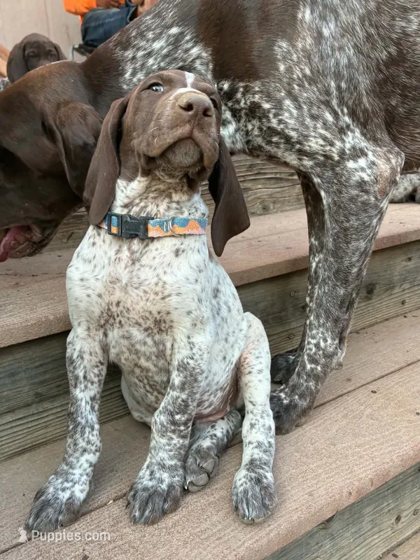 Dot – German Shorthaired Pointer puppy for sale in Loveland, CO