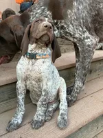 Dot, a male German Shorthaired Pointer for sale in Loveland, CO – 1 of 7