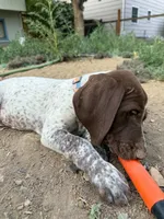 Dot, a male German Shorthaired Pointer for sale in Loveland, CO – 5 of 7