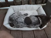 Checkered Boy, a male German Shorthaired Pointer for sale in Loveland, CO – 3 of 5