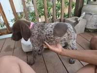 Pink Female, a female German Shorthaired Pointer for sale in Loveland, CO – 3 of 4