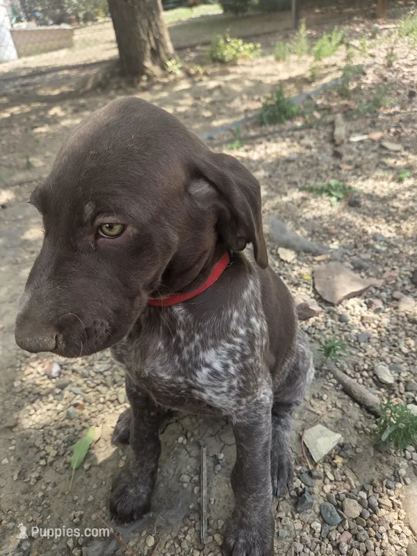 Whiney – German Shorthaired Pointer puppy for sale in Loveland, CO