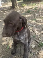 Whiney, a female German Shorthaired Pointer for sale in Loveland, CO – 1 of 3