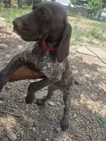 Whiney, a female German Shorthaired Pointer for sale in Loveland, CO – 2 of 3