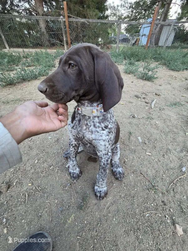 Apple – German Shorthaired Pointer puppy for sale in Loveland, CO