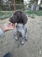 Apple, a female German Shorthaired Pointer for sale in Loveland, CO – 1 of 2