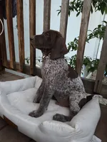 Checkered Boy, a male German Shorthaired Pointer for sale in Loveland, CO – 4 of 5