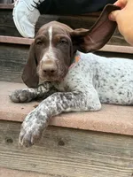 Dot, a male German Shorthaired Pointer for sale in Loveland, CO – 2 of 7