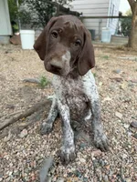 Bambi, a female German Shorthaired Pointer for sale in Loveland, CO – 2 of 3