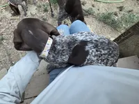 Apple, a female German Shorthaired Pointer for sale in Loveland, CO – 2 of 2