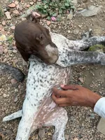 Bambi, a female German Shorthaired Pointer for sale in Loveland, CO – 3 of 3