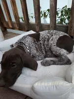 Checkered Boy, a male German Shorthaired Pointer for sale in Loveland, CO – 2 of 5