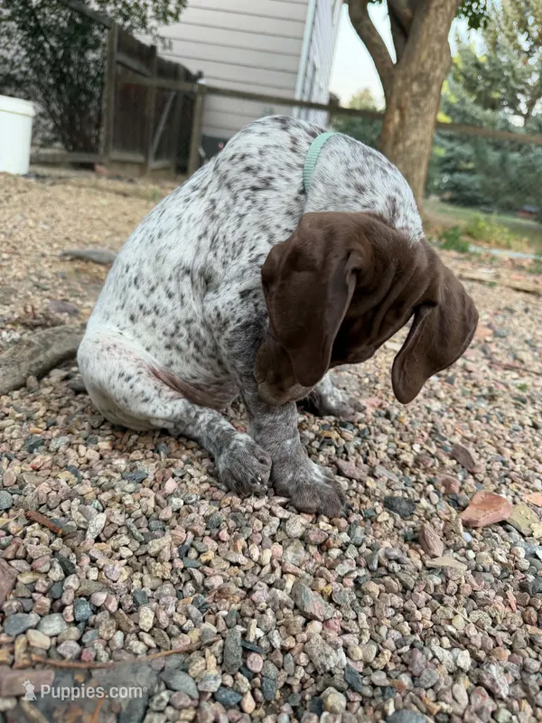 Bambi – German Shorthaired Pointer puppy for sale in Loveland, CO
