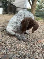 Bambi, a female German Shorthaired Pointer for sale in Loveland, CO – 1 of 3