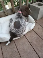 Pink Female, a female German Shorthaired Pointer for sale in Loveland, CO – 2 of 4