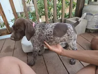 Pink Female, a female German Shorthaired Pointer for sale in Loveland, CO – 4 of 4