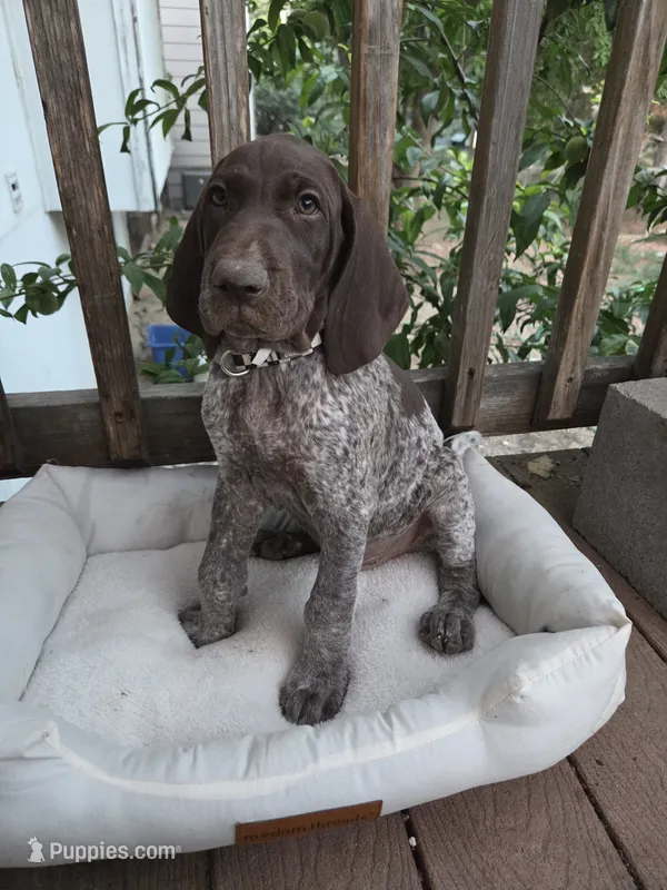 Checkered Boy – German Shorthaired Pointer puppy for sale in Loveland, CO