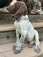 Dot, a male German Shorthaired Pointer for sale in Loveland, CO – 4 of 7