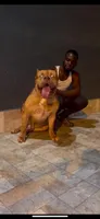 Coco, a male American Bully and American Pit Bull Terrier for sale in Dedham, MA – 1 of 5