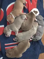 Coco, a male American Bully and American Pit Bull Terrier for sale in Dedham, MA – 5 of 5