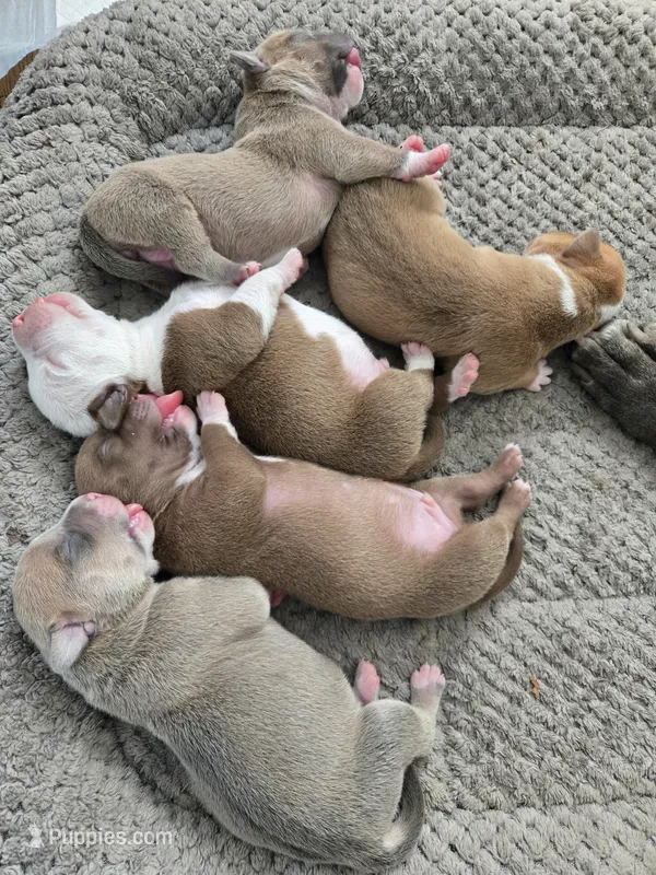 Coco – American Bully, American Pit Bull Terrier puppy for sale in Dedham, MA