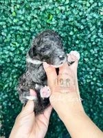 Coke Zero, a male Aussiedoodle for sale in Corydon, IN – Photo 2 of 2