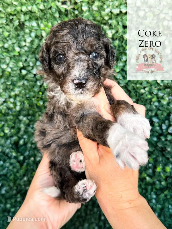 Coke Zero – Aussiedoodle puppy for sale in Corydon, IN