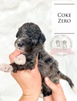 Coke Zero, a male Aussiedoodle for sale in Corydon, IN – Photo 1 of 2
