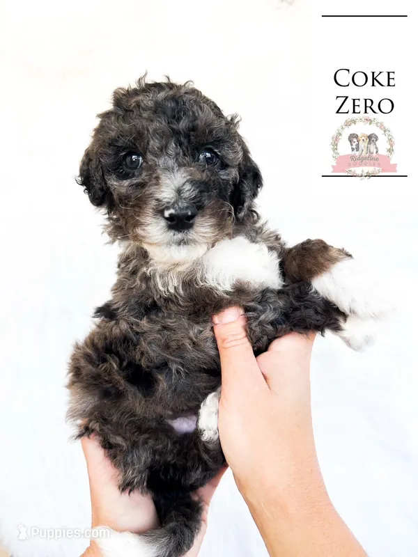 Coke Zero – Aussiedoodle puppy for sale in Corydon, IN