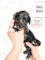 Big Red, a male Aussiedoodle for sale in Corydon, IN – Photo 1 of 2