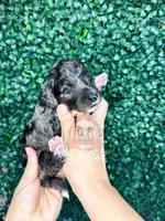 Big Red, a male Aussiedoodle for sale in Corydon, IN – Photo 2 of 2