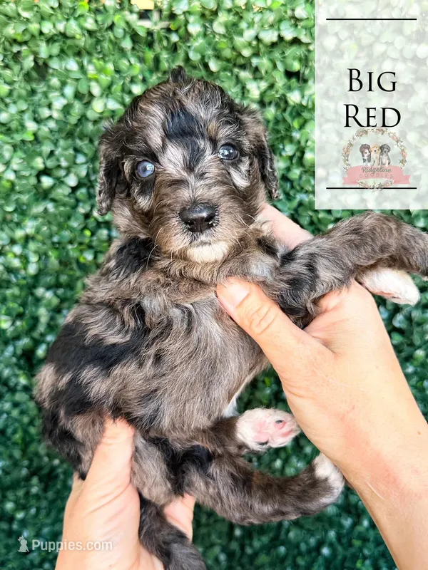 Big Red – Aussiedoodle puppy for sale in Corydon, IN