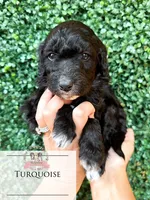 Turquoise, a female Aussiedoodle for sale in Corydon, IN – 5 of 5