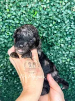 Dr Pepper, a female Aussiedoodle for sale in Corydon, IN – Photo 3 of 3