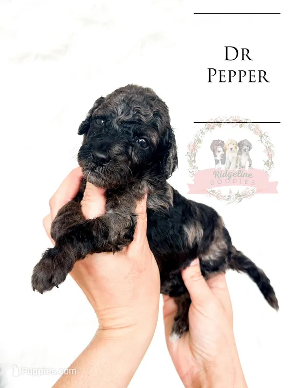 Dr Pepper – Aussiedoodle puppy for sale in Corydon, IN