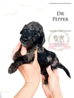 Dr Pepper, a female Aussiedoodle for sale in Corydon, IN – Photo 2 of 3