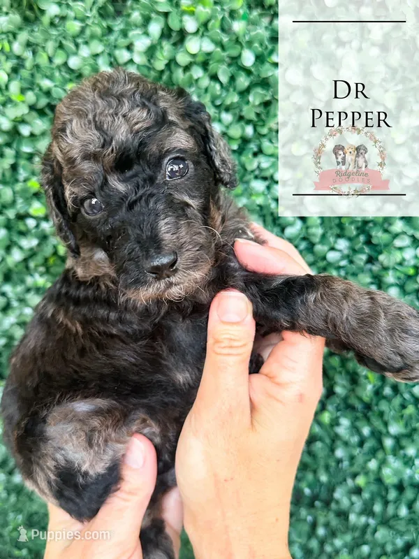 Dr Pepper – Aussiedoodle puppy for sale in Corydon, IN